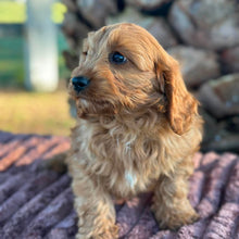 Load image into Gallery viewer, LOUIE - Male Toy Cavoodle - ready 21st June