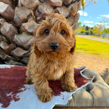 Load image into Gallery viewer, LOUIE - Male Toy Cavoodle - Ready Now