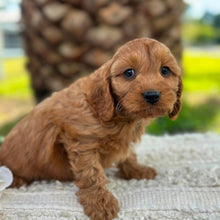 Load image into Gallery viewer, LOUIE - Male Toy Cavoodle - ready 21st June