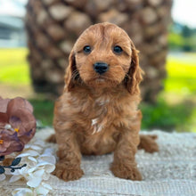 Load image into Gallery viewer, LOUIE - Male Toy Cavoodle - ready 21st June