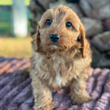 Load image into Gallery viewer, LOUIE - Male Toy Cavoodle - ready 21st June