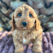 Load image into Gallery viewer, LOUIE - Male Toy Cavoodle - ready 21st June