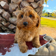 Load image into Gallery viewer, LOUIE - Male Toy Cavoodle - Ready Now