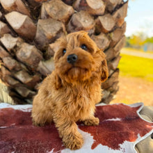 Load image into Gallery viewer, LOUIE - Male Toy Cavoodle - Ready Now