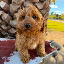 Load image into Gallery viewer, LOUIE - Male Toy Cavoodle - Ready Now