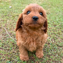 Load image into Gallery viewer, LUCKY - Male Toy Cavoodle - ready 21st June
