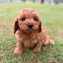 Load image into Gallery viewer, LUCKY - Male Toy Cavoodle - ready 21st June