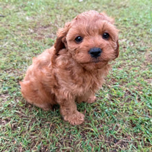 Load image into Gallery viewer, LUCKY - Male Toy Cavoodle - ready 21st June