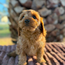 Load image into Gallery viewer, LUCKY - Male Toy Cavoodle - ready 21st June
