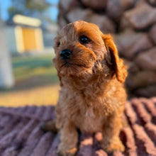 Load image into Gallery viewer, LUCKY - Male Toy Cavoodle - ready 21st June