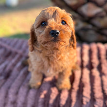Load image into Gallery viewer, LUCKY - Male Toy Cavoodle - ready 21st June