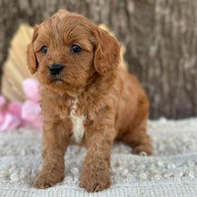 Load image into Gallery viewer, LUIGI - Male Mini Cavoodle - Ready for Home NOW