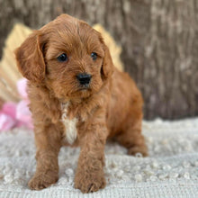 Load image into Gallery viewer, LUIGI - Male Mini Cavoodle - Ready for Home NOW