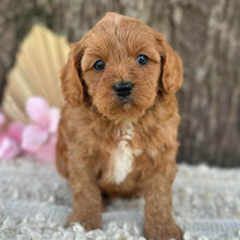 Load image into Gallery viewer, LUIGI - Male Mini Cavoodle - Ready for Home NOW