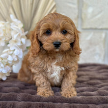 Load image into Gallery viewer, LUIGI - Male Mini Cavoodle - Ready for Home NOW
