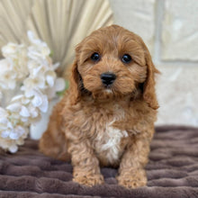 Load image into Gallery viewer, LUIGI - Male Mini Cavoodle - Ready for Home NOW