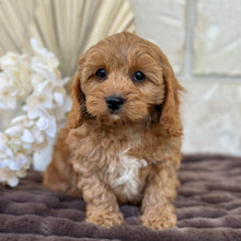 Load image into Gallery viewer, LUIGI - Male Mini Cavoodle - Ready for Home NOW