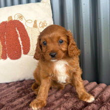 Load image into Gallery viewer, LULU - Female Toy Cavoodle - 23rd Oct