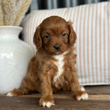 Load image into Gallery viewer, LULU - Female Toy Cavoodle - 23rd Oct