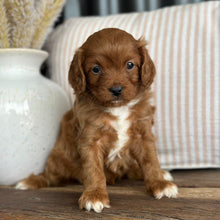 Load image into Gallery viewer, LULU - Female Toy Cavoodle - 23rd Oct