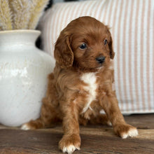 Load image into Gallery viewer, LULU - Female Toy Cavoodle - 23rd Oct