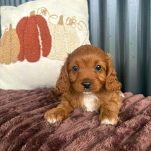 Load image into Gallery viewer, LULU - Female Toy Cavoodle - 23rd Oct