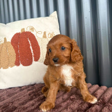 Load image into Gallery viewer, LULU - Female Toy Cavoodle - 23rd Oct