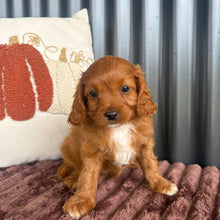 Load image into Gallery viewer, LULU - Female Toy Cavoodle - 23rd Oct