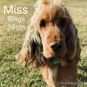 MITCHY - Male Toy Spoodle - Ready 25 Oct