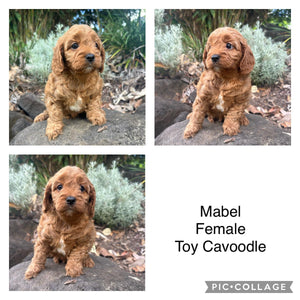MABEL - Female Toy Cavoodle - Ready 27th April