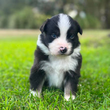 Load image into Gallery viewer, MABLE - Female Australian Shepherd - Ready Now
