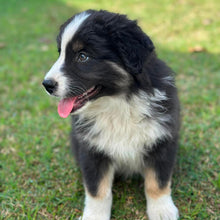 Load image into Gallery viewer, MABLE - Female Australian Shepherd - Ready Now