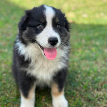 Load image into Gallery viewer, MABLE - Female Australian Shepherd - Ready Now