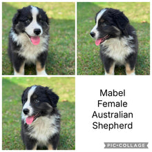 Load image into Gallery viewer, MOE, MOOSE, MABLE &amp; MILLIE - AUSTRALIAN SHEPHERDS - Ready Now