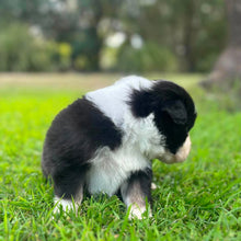 Load image into Gallery viewer, MABLE - Female Australian Shepherd - Ready Now