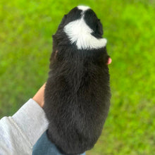 Load image into Gallery viewer, MABLE - Female Australian Shepherd - Ready Now