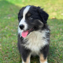 Load image into Gallery viewer, MABLE - Female Australian Shepherd - Ready Now