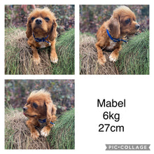 Load image into Gallery viewer, ALFIE - Male Toy Cavoodle - Ready 4th May