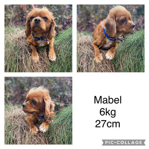 ALFIE - Male Toy Cavoodle - Ready 4th May
