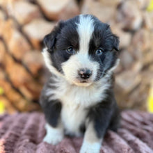 Load image into Gallery viewer, MABLE - Female Australian Shepherd - Ready Now