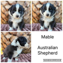 Load image into Gallery viewer, Male &amp; Female - AUSTRALIAN SHEPHERDS - Ready 17th July