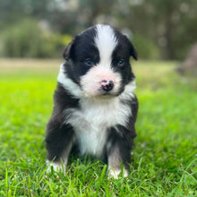 Load image into Gallery viewer, MABLE - Female Australian Shepherd - Ready Now