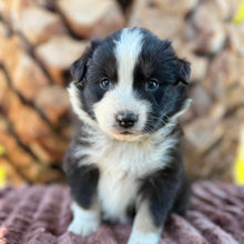 Load image into Gallery viewer, MABLE - Female Australian Shepherd - Ready Now