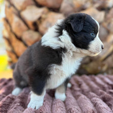 Load image into Gallery viewer, MABLE - Female Australian Shepherd - Ready Now