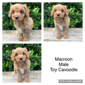 SPECIAL PROMO: MACAROON - Female Toy Cavoodle - Ready Now