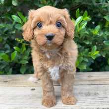 Load image into Gallery viewer, SPECIAL PROMO: MACAROON - Female Toy Cavoodle - Ready Now