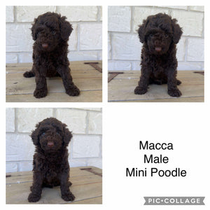 MACCA - Male Mini Poodle - Ready 1st May