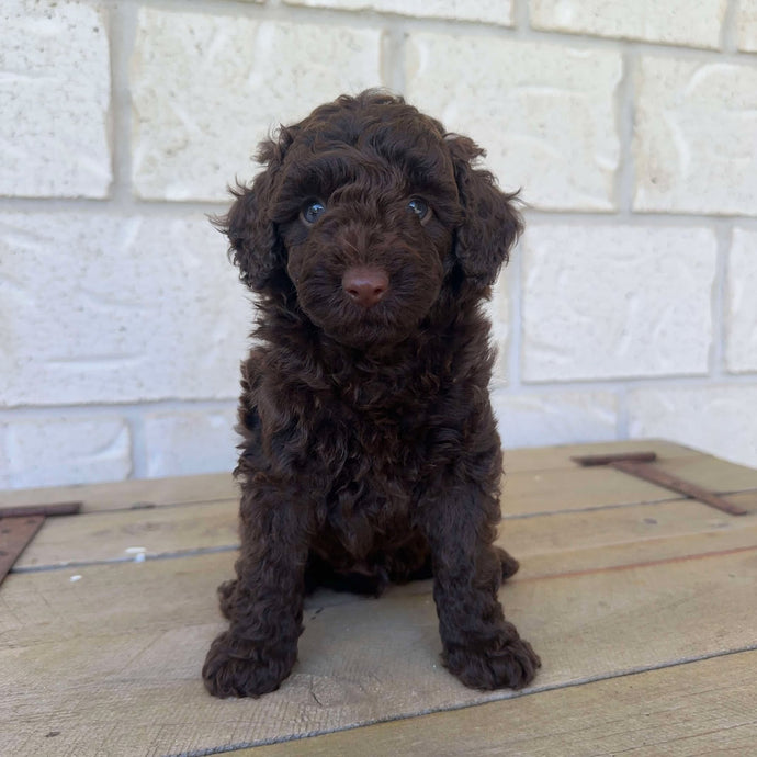 MACCA - Male Mini Poodle - Ready 1st May