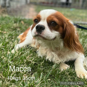 NELSON - Male Cavalier - Ready Now