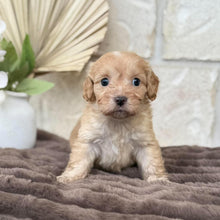 Load image into Gallery viewer, MAEVE - Female Toy Cavoodle - Ready for Home 30th Sept